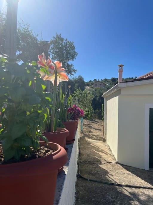 Alex House Διαμέρισμα Πάργα Εξωτερικό φωτογραφία
