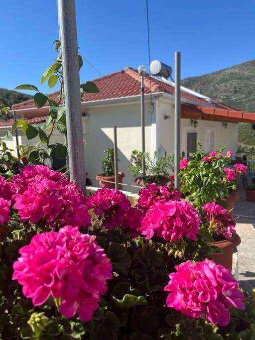 Alex House Διαμέρισμα Πάργα Εξωτερικό φωτογραφία